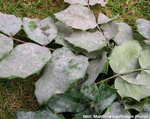 Erysiphe_ berberidis var. berberidis Erysiphe berberidis var. berberidis De Candolle 1815 Wirt: Mahonia aquifolium - Mahonie Bemerkungen: Erysiphe berberidis var.berberidis ist nicht selten auf...